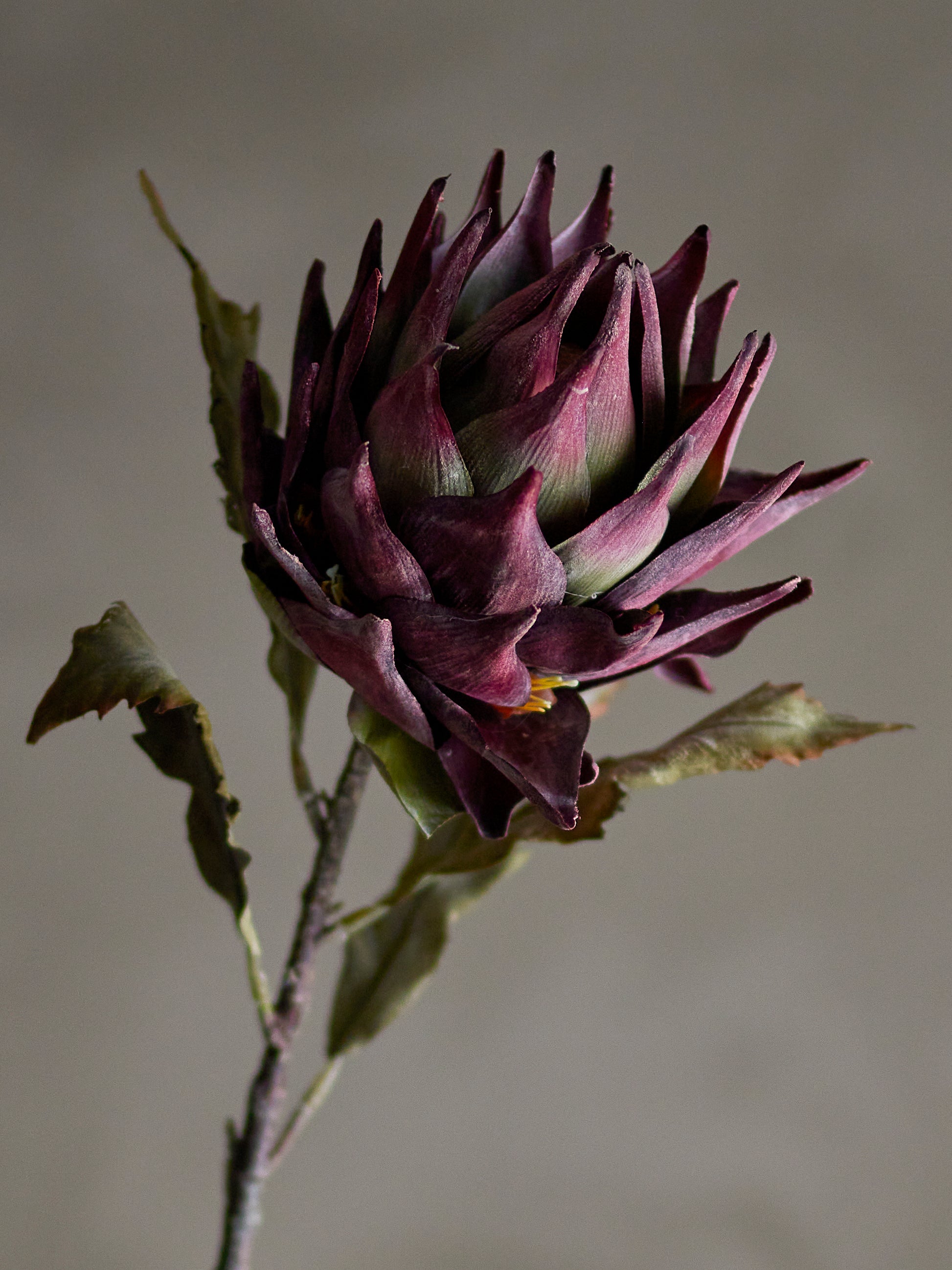 Protea Stilk, Kunstige Blomster